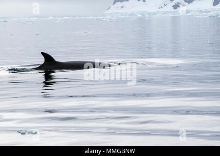 Petit rorqual de l'Antarctique Balaenoptera bonaerensis hot se nourrir dans la mer, montrant la surface dorsale, dans les eaux côtières, l'Antarctique Banque D'Images