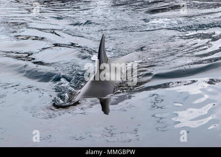 Petit rorqual de l'Antarctique Balaenoptera bonaerensis hot se nourrir dans la mer, montrant la surface dorsale, dans les eaux côtières, l'Antarctique Banque D'Images