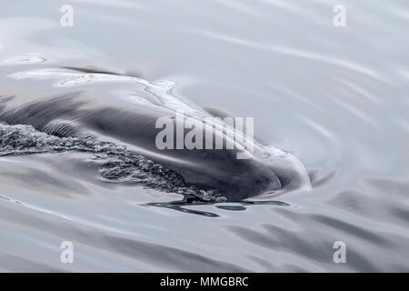 Petit rorqual de l'Antarctique Balaenoptera bonaerensis se nourrir dans la mer adultes montrant la surface tête et souffler les trous, dans les eaux côtières, l'Antarctique Banque D'Images