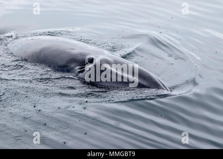 Petit rorqual de l'Antarctique Balaenoptera bonaerensis alimentation adultes en mer dans les eaux côtières de surface, l'Antarctique Banque D'Images