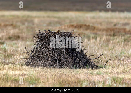 Steppe eagle nest se trouve à la masse d'ions Banque D'Images