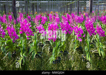 Fleur orchidée Vanda dans un jardin tropical. Floral background.focus sélectif. Banque D'Images