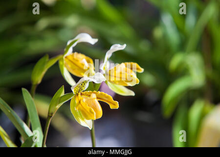 Orchidées Paphiopedilum exul avec deux fleurs sur fond noir. Banque D'Images