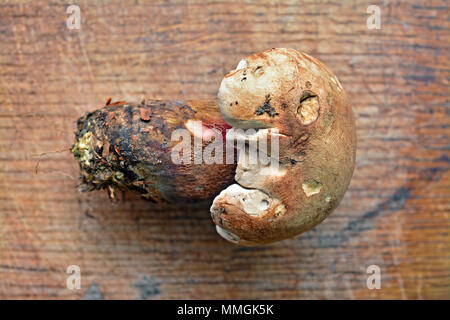 Caloboletus calopus champignons, également connu sous le nom de hêtre amer ou bolets bolet à tige écarlate Banque D'Images