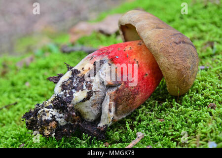 Caloboletus calopus champignons, également connu sous le nom de hêtre amer ou bolets bolet à tige écarlate Banque D'Images