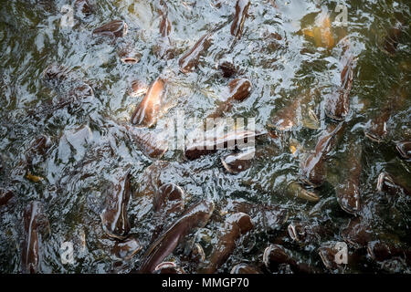 Poisson-chat rayé irisé, requin, poisson-chat Sutchi dans zone du temple Banque D'Images