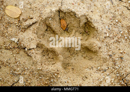 Empreintes d'animaux sur le sol de rift Résumé Contexte Le changement climatique et la sécheresse des terres. Banque D'Images