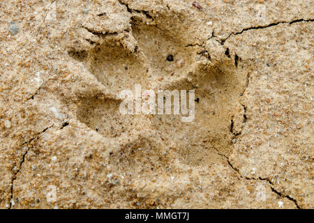 Empreintes d'animaux sur le sol de rift Résumé Contexte Le changement climatique et la sécheresse des terres. Banque D'Images