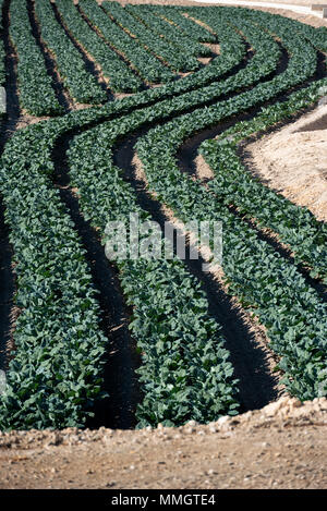 De plus en plus d'épinards, champs, champs agricoles,Calasparra Murcia, Espagne Banque D'Images