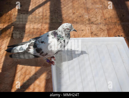 Marbré maison race pigeon anglais tippler assise sur le bord d'une baignoire avec de l'eau Banque D'Images