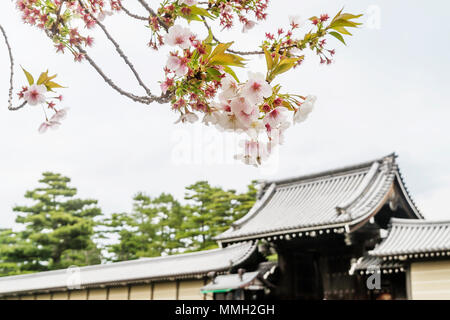 Les arbres en fleurs au printemps au palais impérial de Kyoto, Japon Banque D'Images