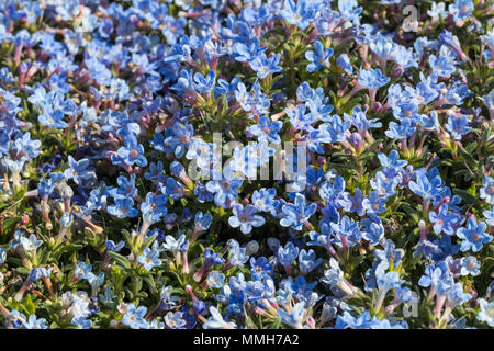 Gros plan de Lithodora diffuse « Heavenly Blue » floraison au printemps, Royaume-Uni Banque D'Images