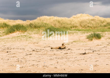 L'Ammophila arenaria une espèce d'herbe aussi connu et l'ammophile ammophile sur Harlech Beach SSSI dans le Nord du Pays de Galles Banque D'Images