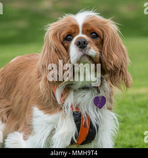Cavalier King Charles Spaniel Banque D'Images