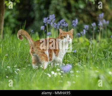 Le gingembre cat en bluebells Banque D'Images