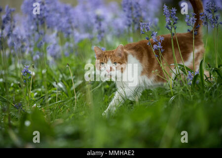 Le gingembre cat en bluebells Banque D'Images