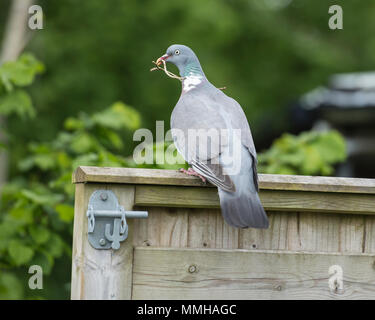 La construction d'un nid de pigeon en bois Banque D'Images