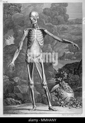 . Bernhard Siegfried Albinus (1697-1770) : Tableaux du squelette et des muscles du corps humain, 1749. . Janvier 2008. McLeod 32 Albinus skeleton muscles w Banque D'Images
