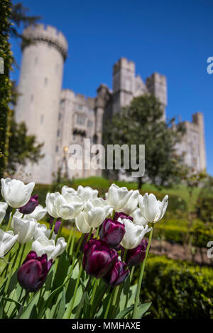 ARUNDEL, UK - 5 mai 2018 : magnifiques tulipes at Arundel Castle dans le West Sussex, Royaume-Uni, le 5 mai 2018. Banque D'Images