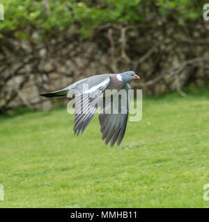 Pigeon ramier, Columba palumbus Banque D'Images