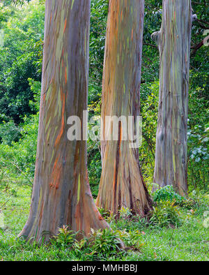 Eucalyptus arc-en-ciel sur la route de Hana, Maui, Hawaii. Banque D'Images