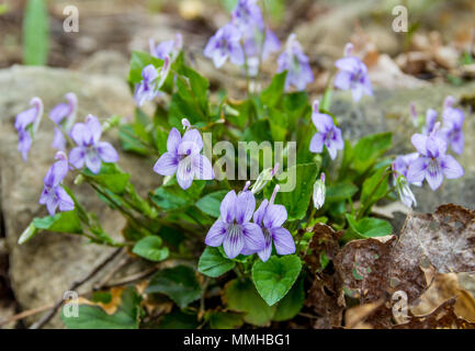 Printemps en fleurs de violettes sauvages dans la forêt Banque D'Images