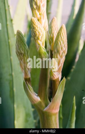 Fleur d'aloe vera pour l'étude de la nature Banque D'Images