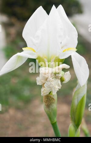 Iris germanica est le nom accepté pour une espèce de plantes de la famille Iridaceae communément connu sous le nom de l'iris ou l'iris allemand Banque D'Images