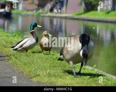 Canards dans le canal de Birmingham Banque D'Images