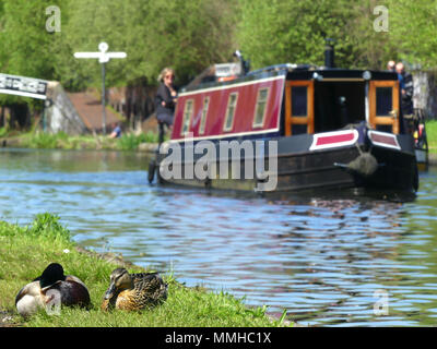 Couple de canards et d'un bateau dans l'arrière-plan Banque D'Images