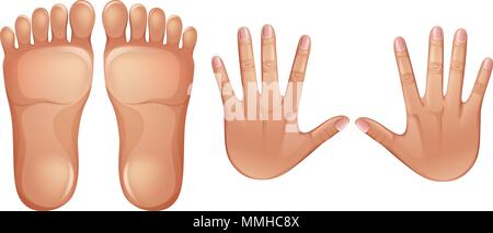 L'anatomie humaine pieds et mains illustration Illustration de Vecteur