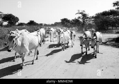 Bagan, Myanmar, 28 Décembre 2017 : Troupeau de vaches s'exécute sur une route poussiéreuse à Bagan, Myanmar Banque D'Images