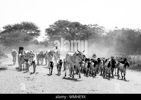 Bagan, Myanmar, 28 Décembre 2017 : troupeau de chèvres et vaches sont exécutés sur une route poussiéreuse à Bagan, Myanmar Banque D'Images