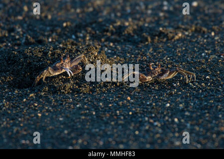 Le crabe fantôme peint, Ocypode gaudichaudii Ocypodidae, karaté, Plage, Parc national de Corcovado, péninsule d'Osa, au Costa Rica, Amérique Centrale Banque D'Images