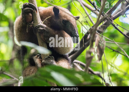 Le nord de Tamandua, Tamandua mexicana, Myrmecophagidae, parc national de Corcovado, Costa Rica, Amérique Centrale Banque D'Images