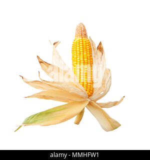 Corn Cob isolé sur fond blanc Banque D'Images