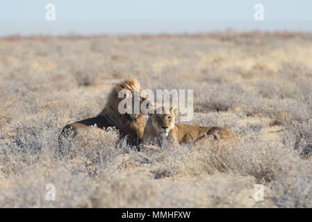 Couple de lions couchés sur le sol dans la brousse. Safari de la faune dans le Parc National d'Etosha, principale attraction touristique en Namibie, l'Afrique. Banque D'Images