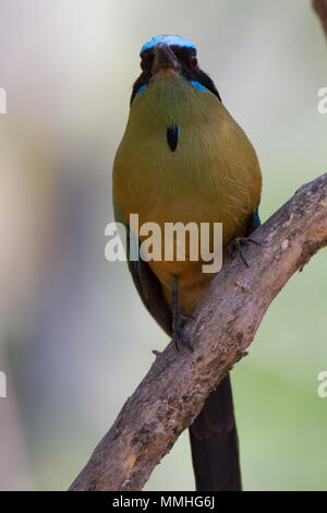 La coqueluche Houtouc (argenticinctus Momota subrufescens), anciennement inclus dans Blue-couronné Houtouc Momotus momota () Banque D'Images