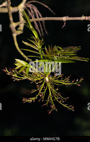 Frêne commun (Fraxinus excelsior). Feuilles fraîches, vieille fleurs et des organes de fructification (graines) Banque D'Images