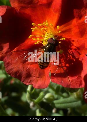 Hoverfly, belle bordure rouge fleur (Helianthemum) Rock/Sun rose jaune orangé (Cistaceae) macro close up Banque D'Images