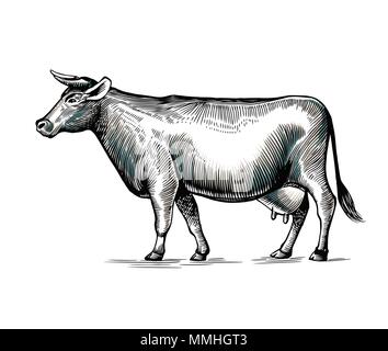 Dans la main de vache vintage élégant ou la gravure gravure style. Animal domestique isolé sur fond blanc. Le bétail de ferme ou d'élevage. Vector illustration monochrome pour le lait ou un produit laitier logotype Illustration de Vecteur