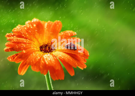 Coccinelle et gerbera orange ou fleur de calendula sur sun contre l'herbe. Les gouttes d'eau de pluie. Banque D'Images