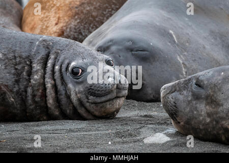 Territoire britannique d'outre-mer, la Géorgie du Sud, le port de l'or. Éléphants de mer du sud (Mirounga leonina) sauvage : Banque D'Images