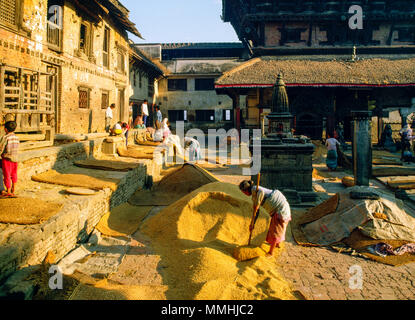 Kirtipur, Népal ; woman raking out à sécher à temple square. Banque D'Images