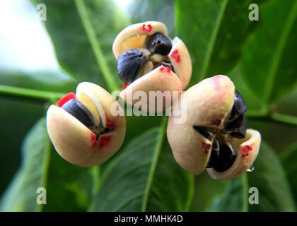 Close-up - macro - voir de beau blanc et rouge - velours couleur petit fruit de sweet leaf - Japon - batu Sauropus androgynus avec la graine noire Banque D'Images