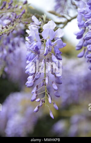 Close up of French Wisteria Banque D'Images