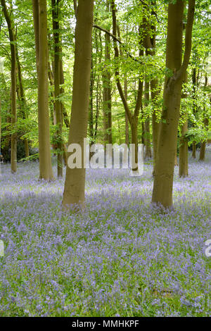 Anglais Bois Bluebell à Coton Manor, Northamptonshire (Hyacinthoides non-scripta) Banque D'Images