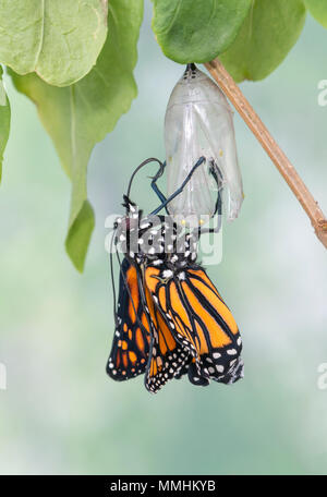 Papillon Monarque Danaus plexippus nouvelle apparue accrochée à sa chrysalide vide, avec un fond vert naturel. Banque D'Images