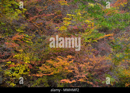 Fall colors  around Shosenkyo Gorge, Japan Banque D'Images