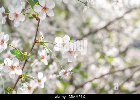 Succursales / filiale d'oiseaux fleurs-cherry au printemps. Fond floral romantique. Banque D'Images